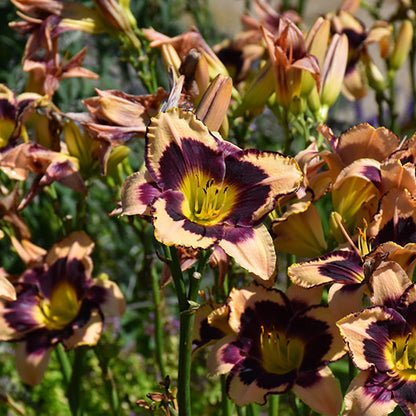 Hemerocallis Daylily Inkheart