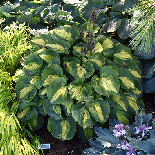 Hosta Plantain Lily Beyond Glory