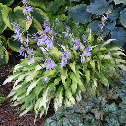 Hosta Plantain Lily Curly Fries