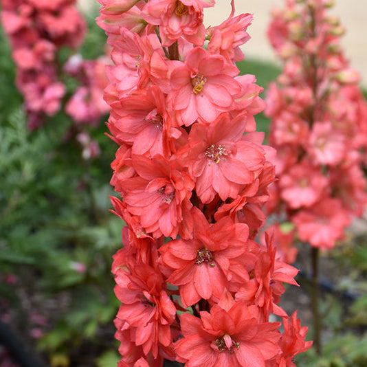 Delphinium Larkspur Red Lark