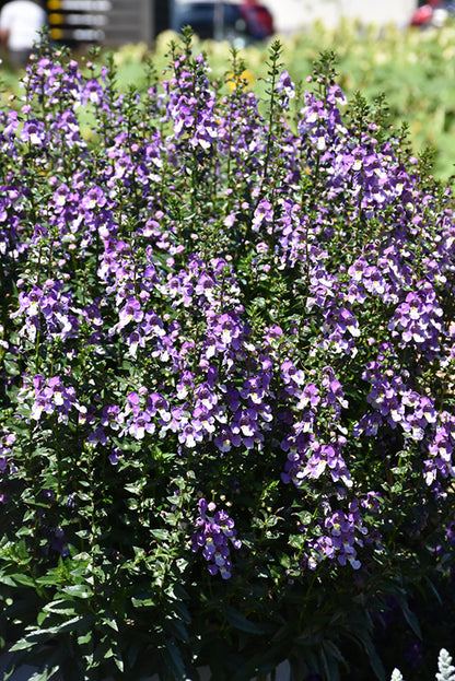 Angelonia ArchAngel Blue Bicolor