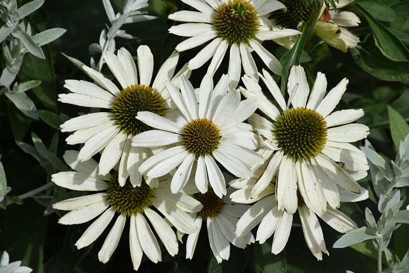 Echinacea Coneflower Color Coded The Price Is White