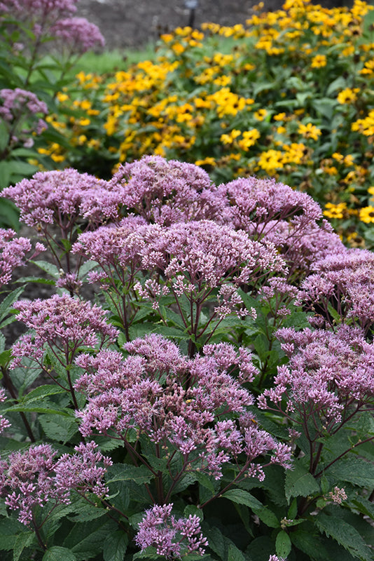 Eupatorium Boneset Euphoria Ruby