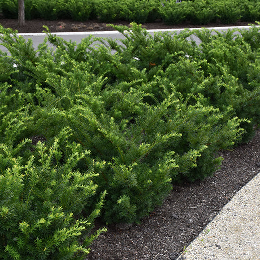 Taxus Densiformis