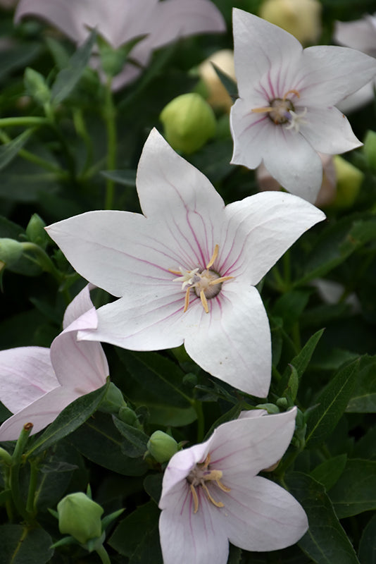 Platycodon Balloon Flower Pop Star Pink