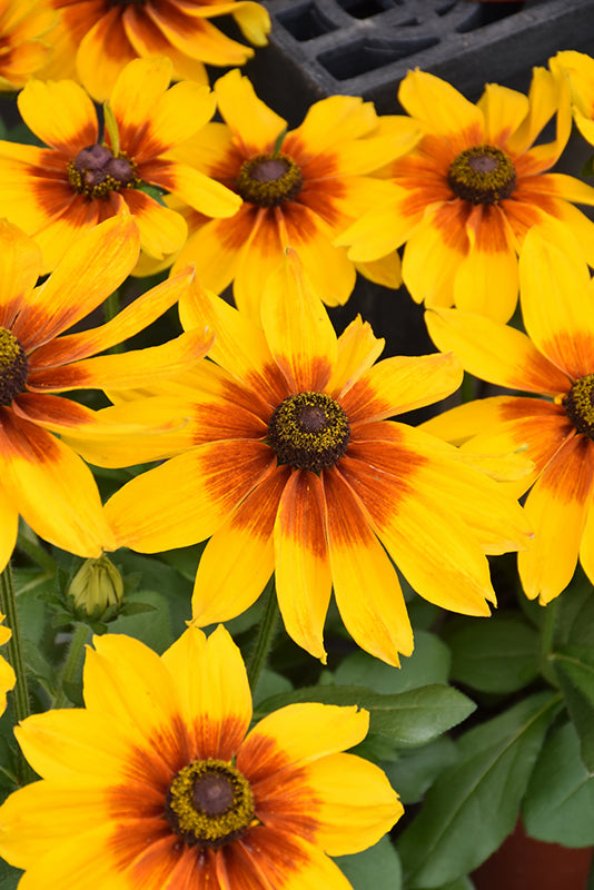 Rudbeckia Black Eyed Susan Sunbeckia Luna