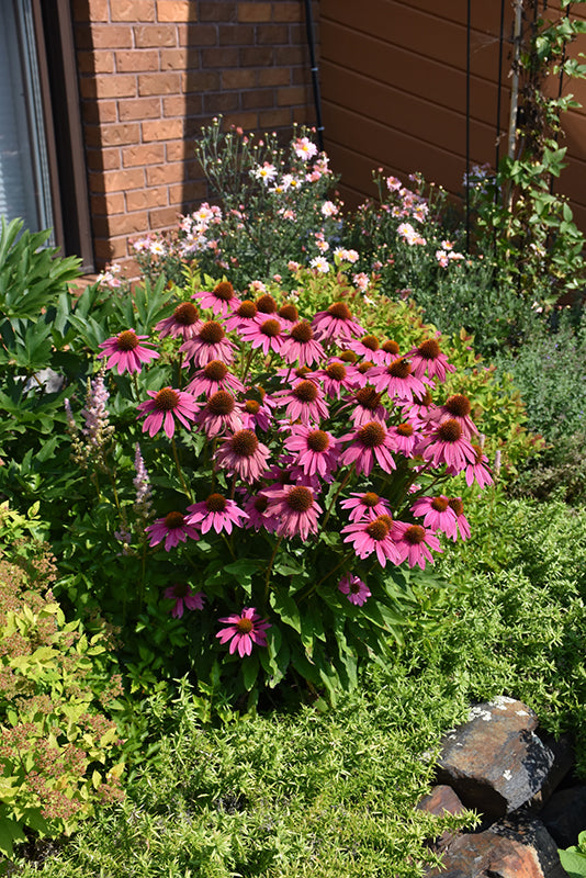 Echinacea Coneflower Powwow Wildberry