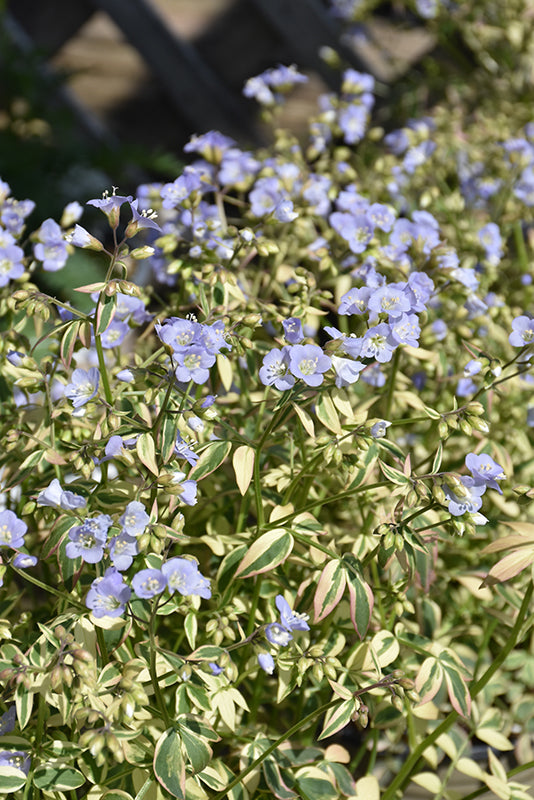 Polemonium Jacobs Ladder Stairway To Heaven