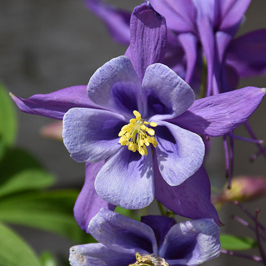 Aquilegia Columbine Early Bird Purple Blue