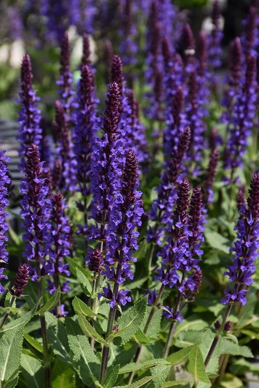 Salvia Sage Violet Profusion