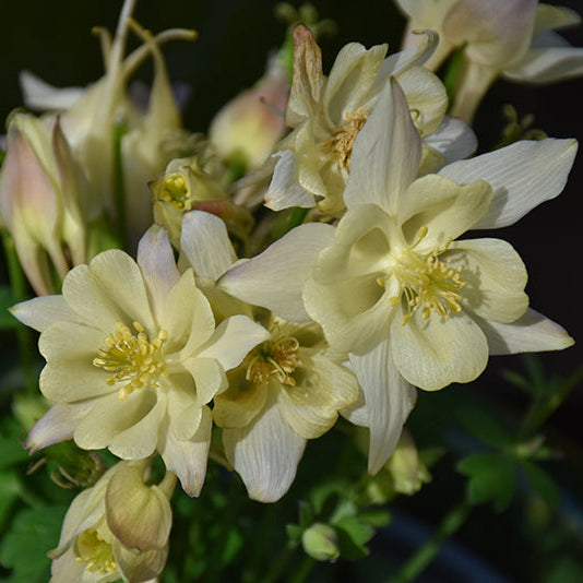 Aquilegia Columbine Early Bird Yellow