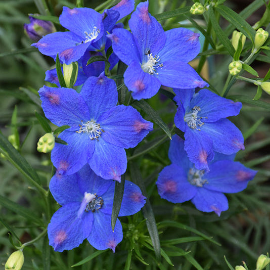 Delphinium Larkspur Blue Mirror