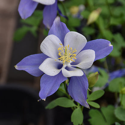 Aquilegia Columbine Songbird Blue Bird