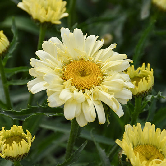 Leucanthemum Shasta Daisy Sweet Daisy Izabel