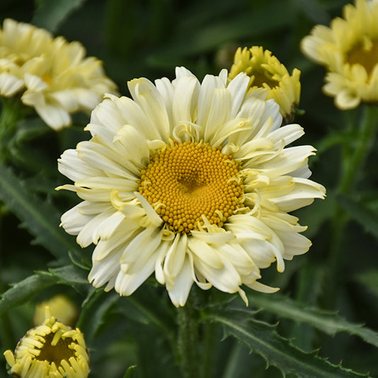 Leucanthemum Shasta Daisy Sweet Daisy Izabel