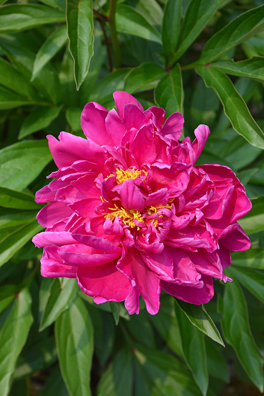 Paeonia Peony Karl Rosenfield
