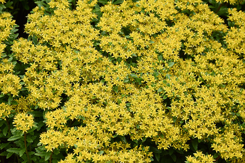 Sedum Stonecrop Rock'n Round Bright Idea