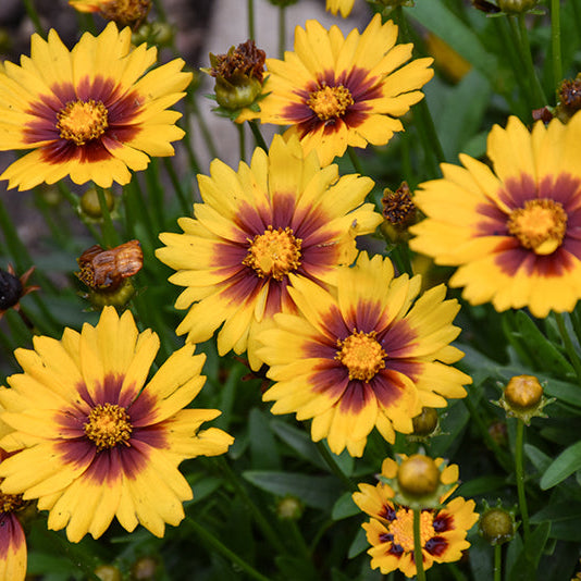 Coreopsis Tickseed Solanna Sunset Bright