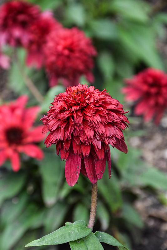 Echinacea Coneflower Double Scoop Strawberry Deluxe