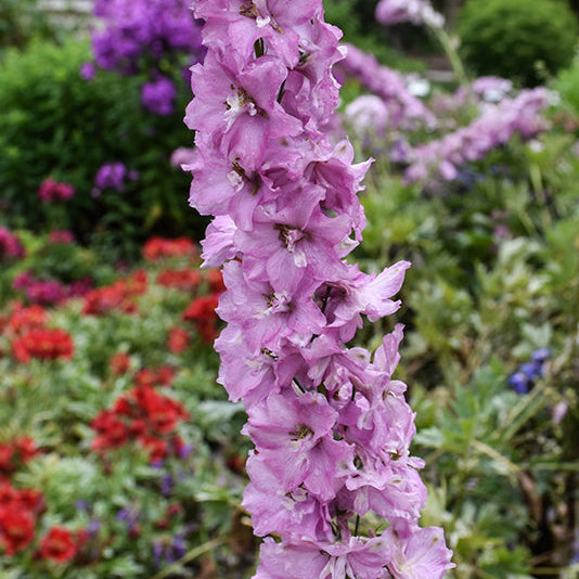 Delphinium  Delginius Larkspur Chantay