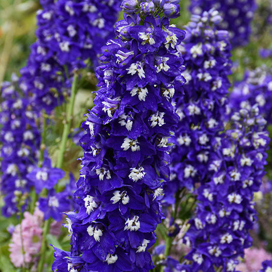 Delphinium  Delginius Larkspur Blue Fabulosa