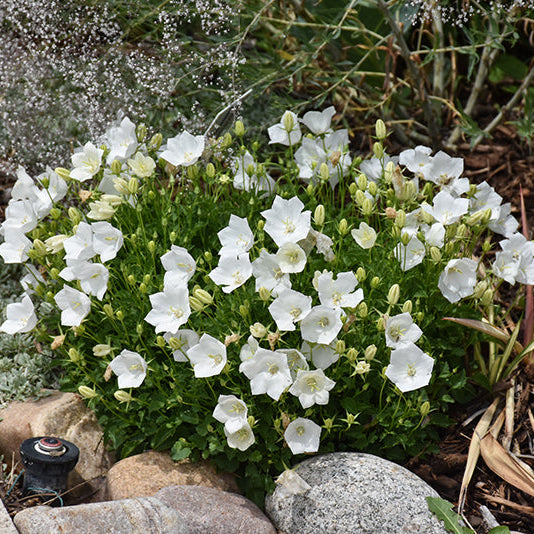 Campanula Bellflower Rapido White