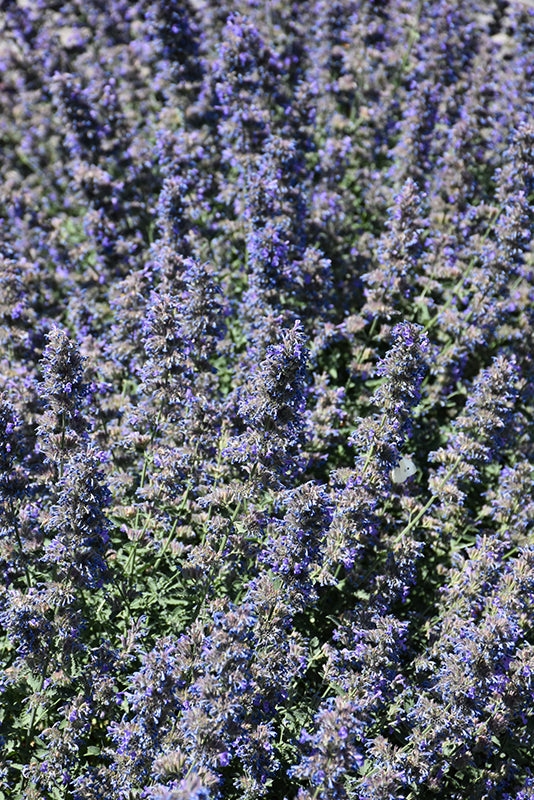 Nepeta Catmint Walkers Low