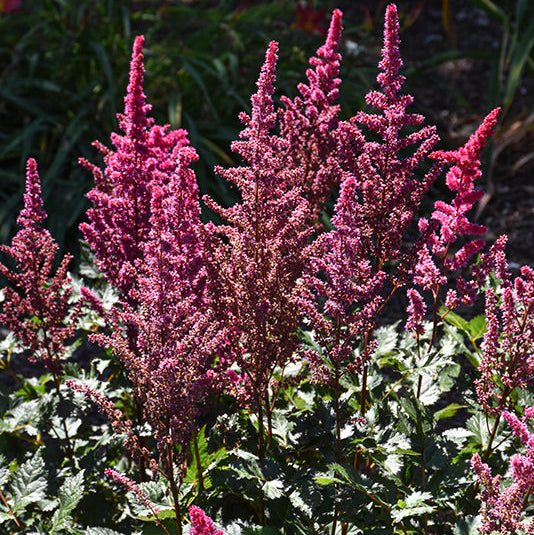 Astilbe False Spirea Visions Volcano