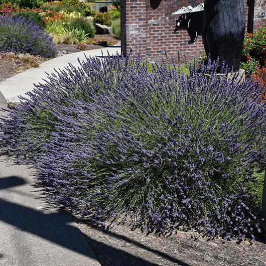 Lavandula Lavender Phenomenal