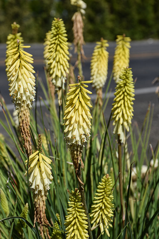 Kniphofia Torch Lily Pineapple Popsicle