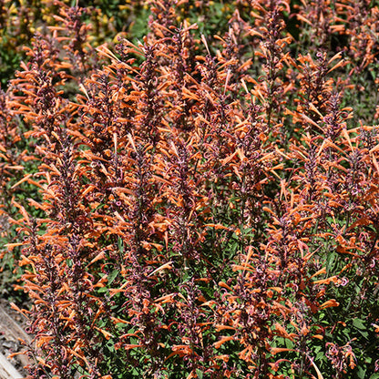 Agastache Hyssop Kudos Mandarin
