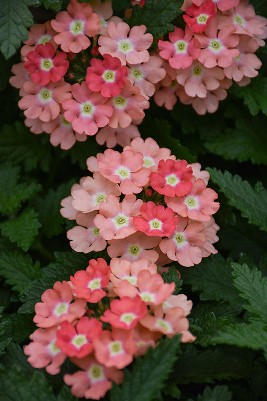 Verbena Empress Flair Peach