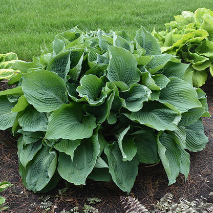 Hosta Plantain Lily Blue Angel