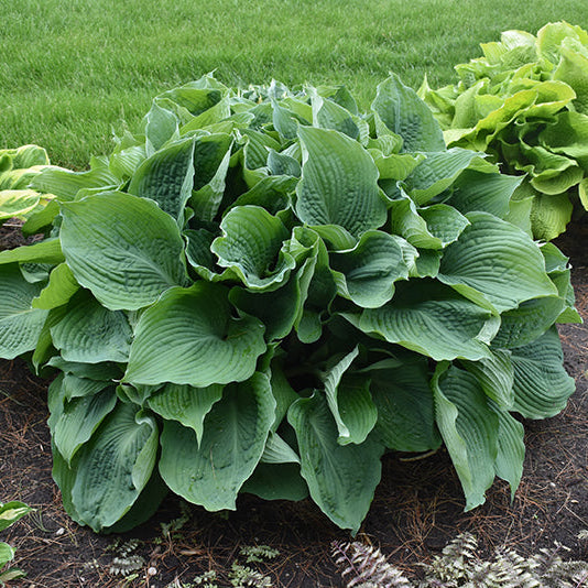 Hosta Plantain Lily Blue Angel