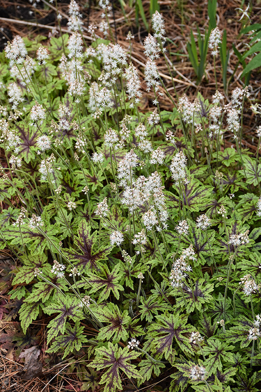 Tiarella Foam Flower Cutting Edge
