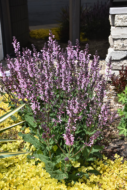Salvia Sage Color Spires Pink Dawn