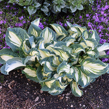 Hosta Plantain Lily Hans