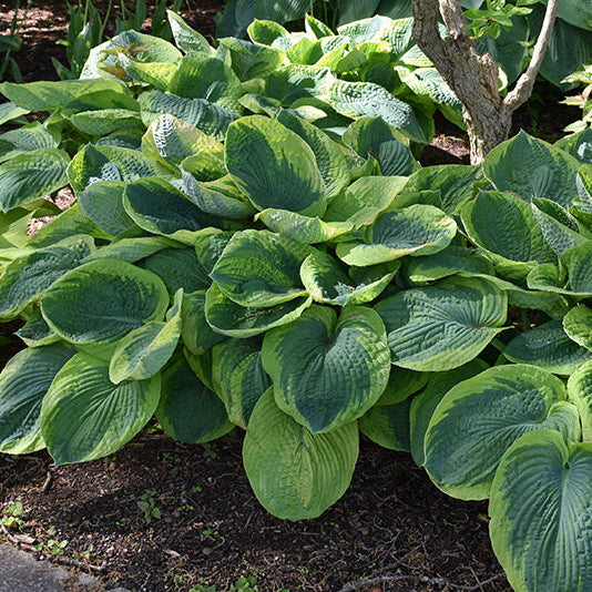 Hosta Plantain Lily Frances Williams