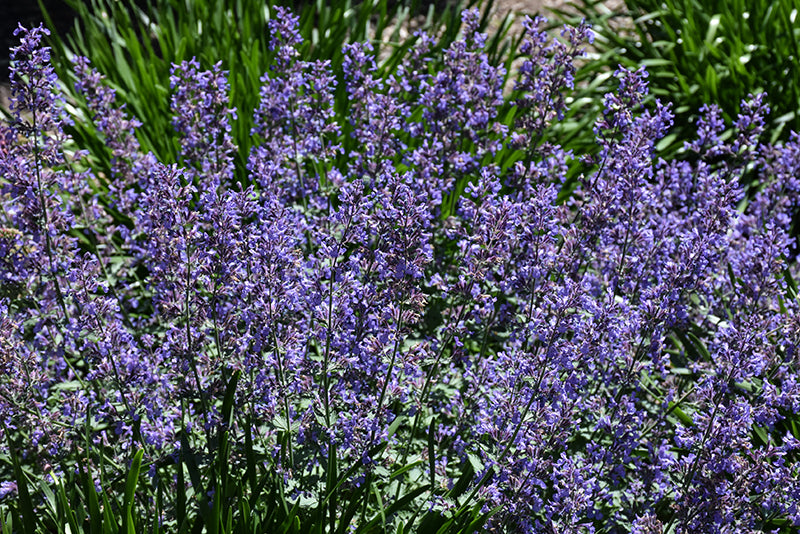 Nepeta Catmint Junior Walker