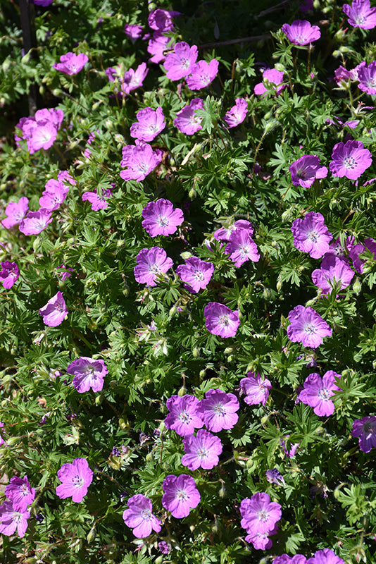 Geranium Cranesbill Max Frei