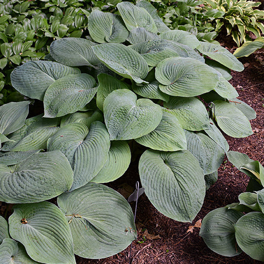 Hosta Plantain Lily Blue Angel
