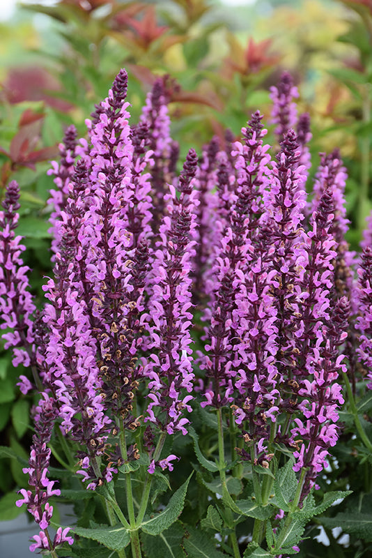 Salvia Sage Pink Profusion