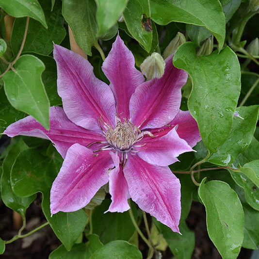 Clematis Leather Flower Poseidon