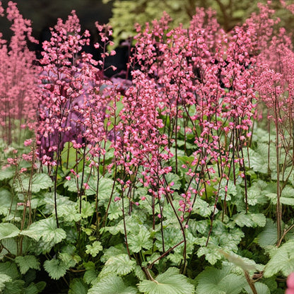 Heuchera Coral Bell Paris