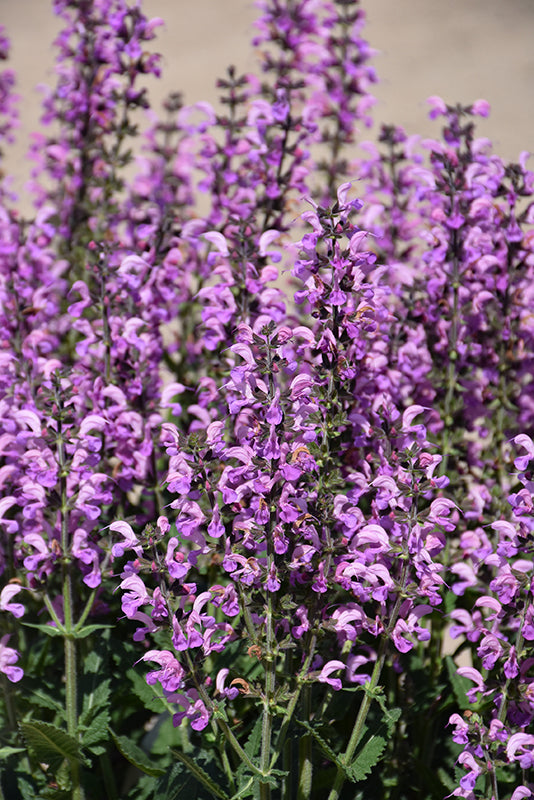 Salvia Sage Color Spires Back To The Fuchsia