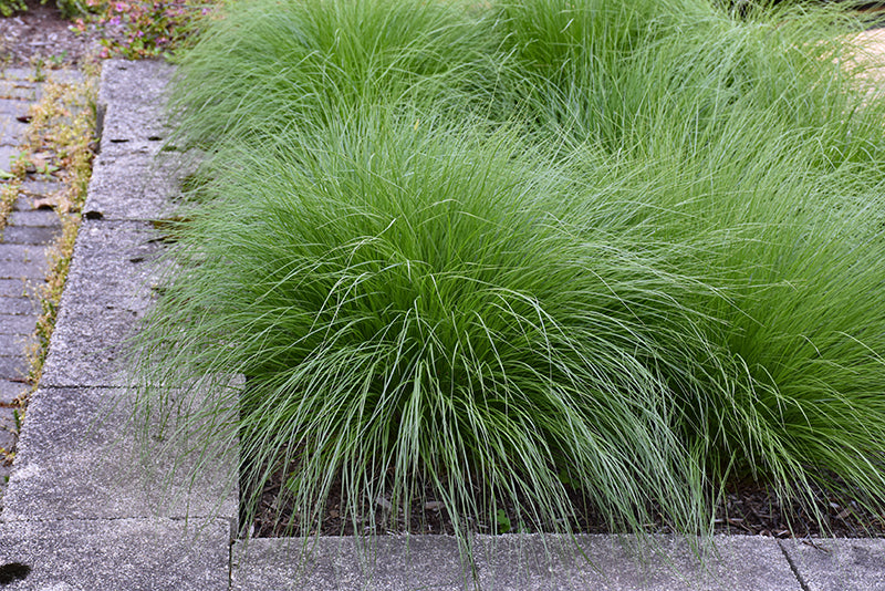 Sporobolus Prairie Dropseed Tara