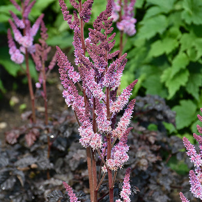 Astilbe False Spirea Dark Side Of The Moon