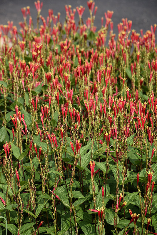 Spigelia Indian Pink Little Redhead