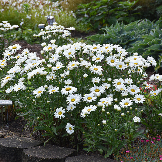 Leucanthemum Shasta Daisy Amazing Daisies Daisy May