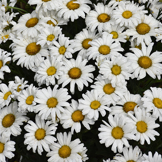 Leucanthemum Shasta Daisy Amazing Daisies Daisy May